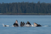Humpback whales cooperative feeding