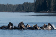 Humpback whales cooperative feeding