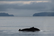 2 humpback whales diving