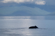 Humpback whale diving