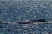 Humpback whale