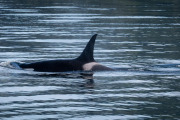 Orca