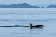 Orca