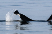 Orca tail slapping