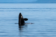 Orca spy hopping