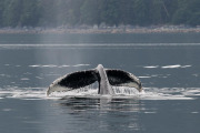 Humpback whale diving