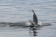 Humpback whale diving
