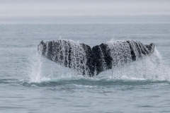 Alaska Inside Passage Whales 3