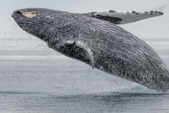 Alaska Inside Passage Whales