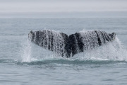 Humpback whale diving