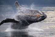 Humpback whale breach