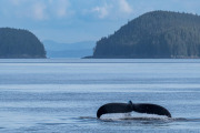 Humpback whale