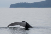 Humpback whale