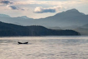 Humpback whale on the scenic Inside Passage