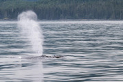 Humpback whale spout