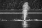 Humpback whale spout