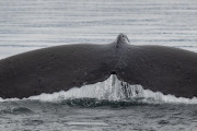 Humpback whale diving