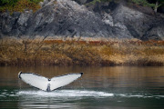 Humpback whale diving