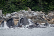 Humpback whales cooperative feeding (bubble net feeding)