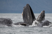 Humpback whales cooperative feeding (bubble net feeding)