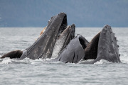 Humpback whales cooperative feeding (bubble net feeding)