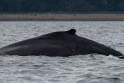 Humpback whale and calf