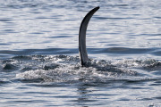 Orca