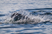 Orca surfacing