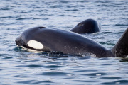 Orcas