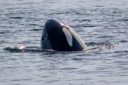 Orca