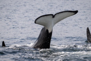 Orca diving