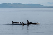 Orcas