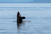 Orca spy hopping