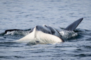 Orca