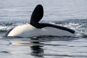 Orca