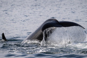 Orca diving