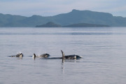 Orcas surfacing