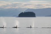 Orcas spouting