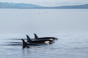 Orcas