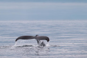 Humpback whale diving