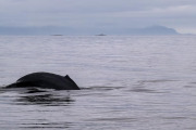 Humpback whale diving