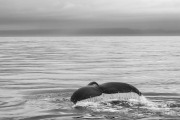 Humpback whale diving