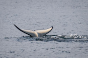 Orca diving