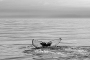 Humpback whale diving