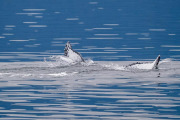Humpback whale diving