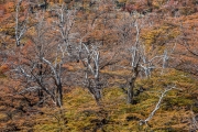 fall colors, El Chalten