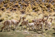 vicunas in a bofedales