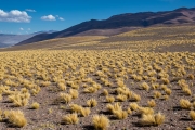 tasso grasses on the altiplano