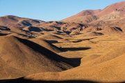 tasso grasses on the altiplano