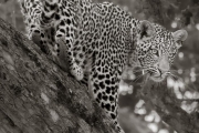 Leopard, Mashatu